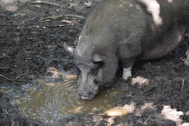 中超第1輪河南嵩山龍門1-2深圳隊 金特羅兩助攻阿奇姆彭卡爾德克破門.